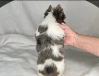 ACE- BLUE eye SMALL 🔥❤️🔥, a male Biewer for sale in San Antonio, TX – 2 of 5