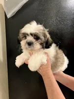 Bailey- sweetest lil guy ❤️, a male Shih Tzu for sale in San Marcos, TX – Photo 4 of 6