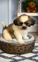 Bailey- sweetest lil guy ❤️, a male Shih Tzu for sale in San Marcos, TX – Photo 5 of 6