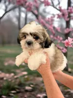Bailey- sweetest lil guy ❤️, a male Shih Tzu for sale in San Marcos, TX – Photo 1 of 6