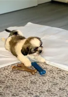 Bailey- sweetest lil guy ❤️, a male Shih Tzu for sale in San Marcos, TX – Photo 2 of 6