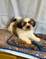 Bailey- sweetest lil guy ❤️, a male Shih Tzu for sale in San Marcos, TX – Photo 6 of 6