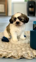 Bailey- sweetest lil guy ❤️, a male Shih Tzu for sale in San Marcos, TX – Photo 3 of 6