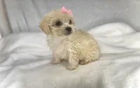 Pearl- Small Purse baby 🔥💜🔥, a female Maltipoo and Poodle - Toy  for sale in San Antonio, TX – 4 of 6