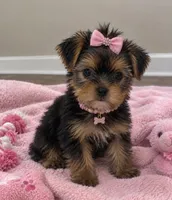 Demi- Dainty💯🔥210-753-6551, a female Yorkshire Terrier for sale in Austin, TX – 4 of 4