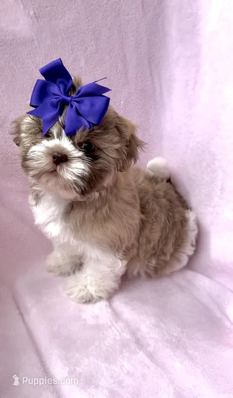 Priscilla-Lavender & brown nose-light eyes❤️ – Shih Tzu puppy for sale in San Marcos, TX