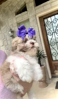 Priscilla-Lavender & brown nose-light eyes❤️, a female Shih Tzu for sale in San Marcos, TX – Photo 4 of 5