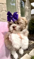 Priscilla-Lavender & brown nose-light eyes❤️, a female Shih Tzu for sale in San Marcos, TX – Photo 3 of 5