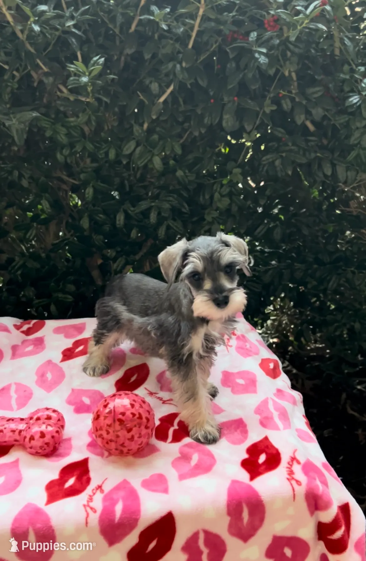 Jett- Shiny Black 🔥, a male Miniature Schnauzer for sale in Austin, TX – Photo 6 of 8