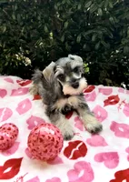 Jett- Shiny Black 🔥, a male Miniature Schnauzer for sale in Austin, TX – Photo 2 of 8