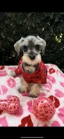Jett- Shiny Black 🔥, a male Miniature Schnauzer for sale in Austin, TX – Photo 4 of 8