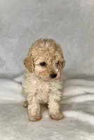 SALINA- Doll baby 💯, a female Maltipoo and Poodle - Toy  for sale in San Antonio, TX – 3 of 5