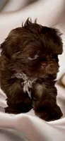 SIMBA- SMALL DOLLFACE Chocolate 🔥, a male Shih Tzu for sale in San Marcos, TX – 7 of 7