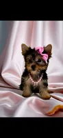 Tiffani- Small Sweet Girl 💕, a female Yorkshire Terrier for sale in San Marcos, TX – 1 of 5