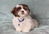 Mickey- chocolate and light eyes 🔥❤️, a male Shih Tzu for sale in San Marcos, TX – 2 of 3