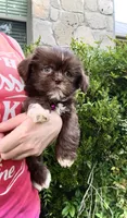 CODY-J  Brown button nose- Lt EYES ❤️, a male Shih Tzu for sale in San Marcos, TX – 3 of 5