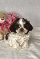 ELLA- IMPERIAL -Liver Brown 🔥💯🔥, a female Shih Tzu for sale in San Antonio, TX – 4 of 7