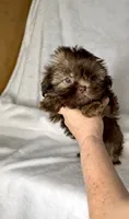 Rascal - PLAYFUL IMPERIAL Chocolate🔥🔥, a male Shih Tzu for sale in San Marcos, TX – 2 of 9