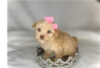 LACEY- Tiny plus BROWN NOSE 💕, a female Maltipoo and Poodle - Toy  for sale in San Antonio, TX – 6 of 6