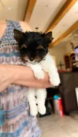 Dexter- TINY PARTI  ❤️❤️❤️, a male Yorkshire Terrier for sale in San Marcos, TX – 6 of 10