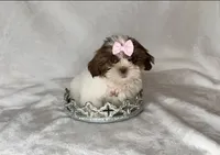 Lainey - TINY Alert 🔥🔥, a female Shih Tzu for sale in San Antonio, TX – 9 of 10