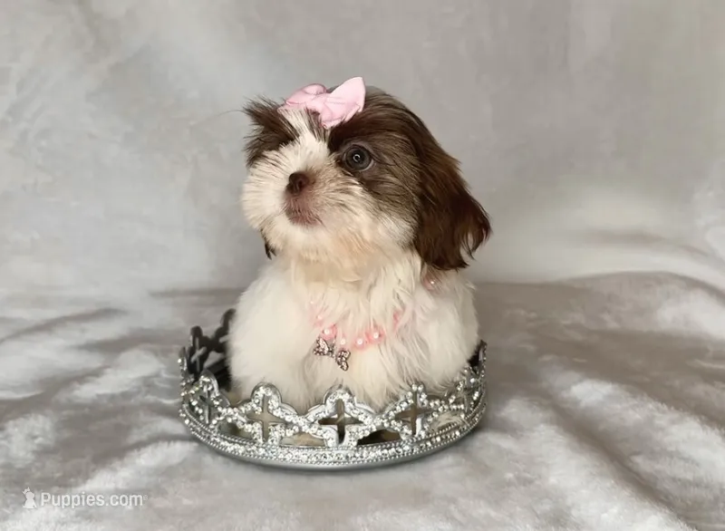 Lainey - TINY Alert 🔥🔥 – Shih Tzu puppy for sale in San Antonio, TX