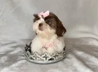 Lainey - TINY Alert 🔥🔥, a female Shih Tzu for sale in San Antonio, TX – 1 of 10