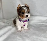ACE- BLUE eye SMALL 🔥❤️🔥, a male Biewer for sale in San Antonio, TX – 4 of 5