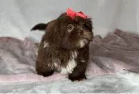Coco- Chocolate with light eyes ❤️, a female Shih Tzu for sale in San Marcos, TX – 5 of 7