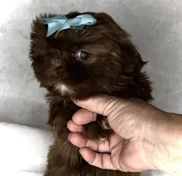 Spice-  Beautiful Chocolate girl 💕💯, a female Shih Tzu for sale in San Antonio, TX – 4 of 6