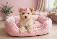 JAZZ- brown nose and light eyes, a female Maltipoo and Morkie for sale in San Marcos, TX – 1 of 3