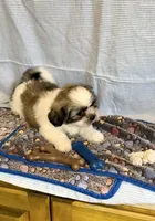 Wyatt- Super Sweet ❤️, a male Shih Tzu for sale in San Marcos, TX – Photo 4 of 4