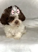ELLA- IMPERIAL -Liver Brown 🔥💯🔥, a female Shih Tzu for sale in San Antonio, TX – 7 of 7