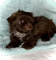 SIMBA- DollFace Tiny Alert ❤️🔥❤️, a male Shih Tzu for sale in San Marcos, TX – 4 of 8