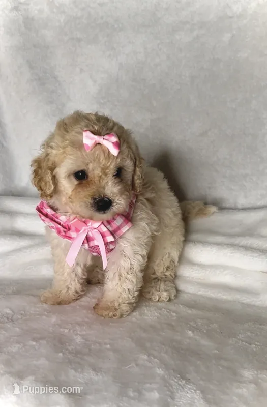 Lola - Toy Maltipoo 💕 – Maltipoo, Poodle - Toy  puppy for sale in San Marcos, TX