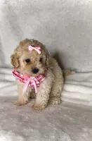 Lola - Toy Maltipoo 💕, a female Maltipoo and Poodle - Toy  for sale in San Marcos, TX – 1 of 5