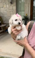 Princess- Designer purse baby 👜💕💯, a female Maltipoo and Poodle - Toy  for sale in San Marcos, TX – 3 of 5