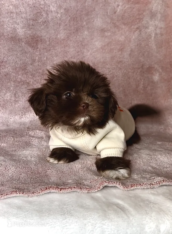 JAX - Small Chocolate Boy 🥰❤️ – Shih Tzu puppy for sale in San Marcos, TX