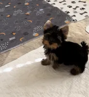 Tinkerbell- Teacup 🔥, a female Yorkshire Terrier for sale in Austin, TX – Photo 3 of 6