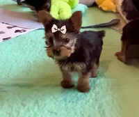 Tinkerbell- Teacup 🔥, a female Yorkshire Terrier for sale in Austin, TX – Photo 6 of 6