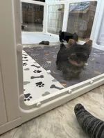 Tinkerbell- Teacup 🔥, a female Yorkshire Terrier for sale in Austin, TX – Photo 5 of 6