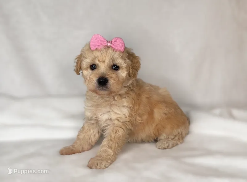 JESS-  SMALL GIRL 💕 – Maltipoo, Poodle - Toy  puppy for sale in San Marcos, TX