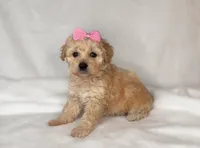 JESS-  SMALL GIRL 💕, a female Maltipoo and Poodle - Toy  for sale in San Marcos, TX – 1 of 2