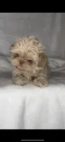 KODA- Rare Lavender*SEE VIDEO*🔥💜🔥, a male Shih Tzu for sale in San Marcos, TX – 5 of 10