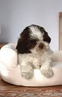 ELLA- IMPERIAL -Liver Brown 🔥💯🔥, a female Shih Tzu for sale in San Antonio, TX – 2 of 7