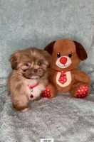 Bailey- golden Sweetheart 🔥❤️🔥, a male Shih Tzu for sale in San Antonio, TX – 2 of 8