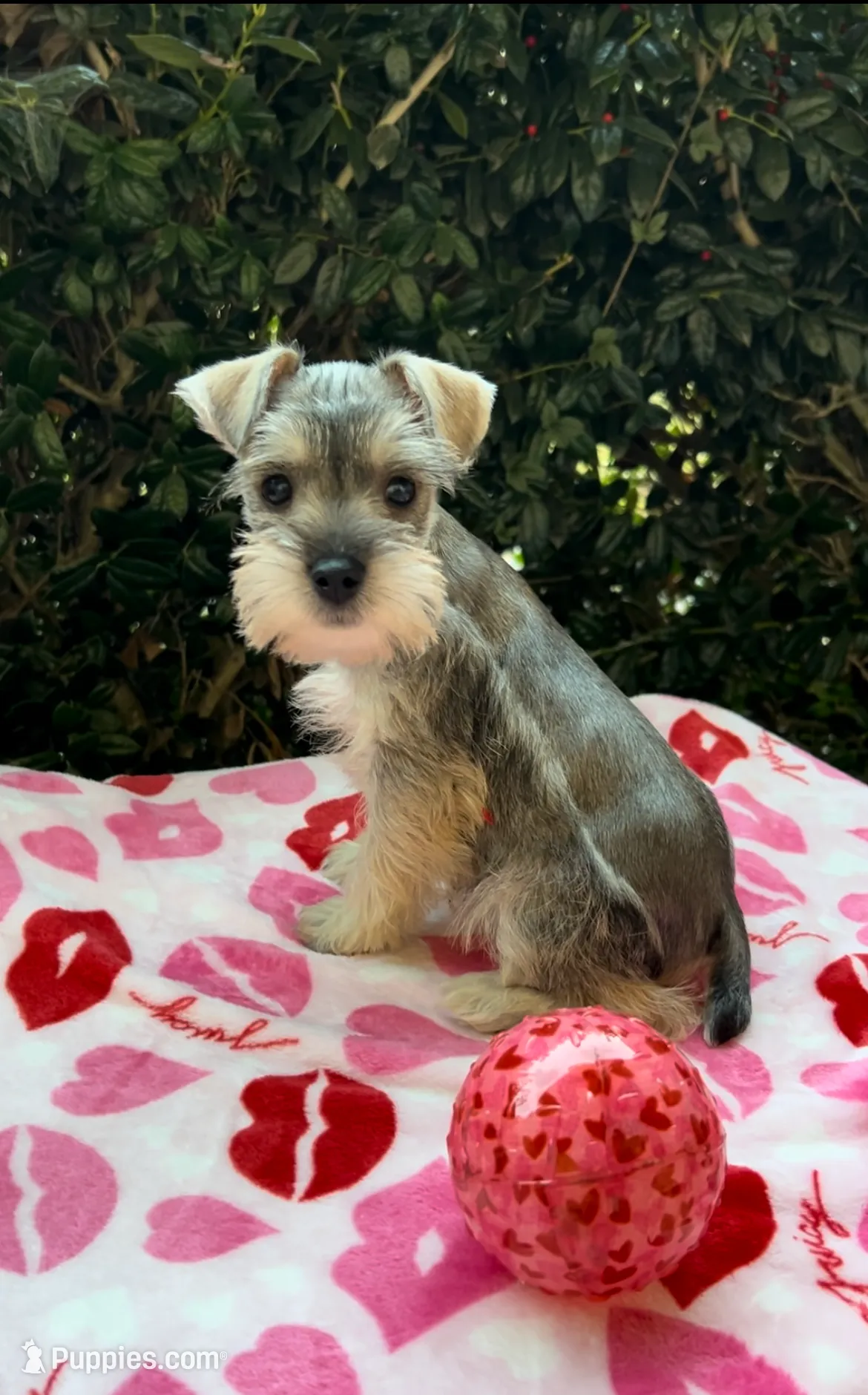 Wyatt- Silver sweetheart ❤️