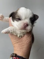 Bella- beautiful RED girl, a female Shih Tzu for sale in San Marcos, TX – 6 of 7