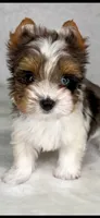 ACE- BLUE eye SMALL 🔥❤️🔥, a male Biewer for sale in San Antonio, TX – 5 of 5