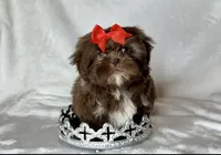 Coco- Chocolate with light eyes ❤️, a female Shih Tzu for sale in San Marcos, TX – 3 of 7